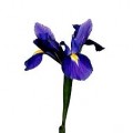Iris - Blue